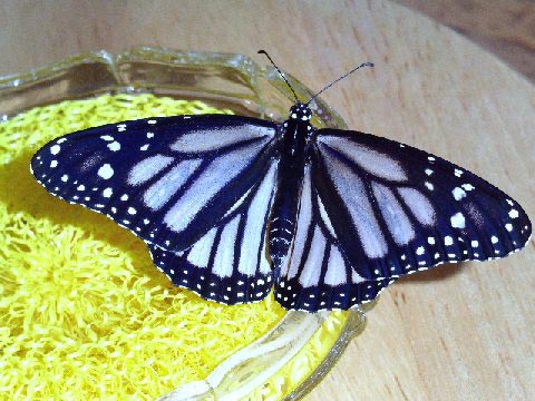 Danuas plexippus nivosus White Monarch 1 (Internet Image property of respective owner, non-commercial use only)